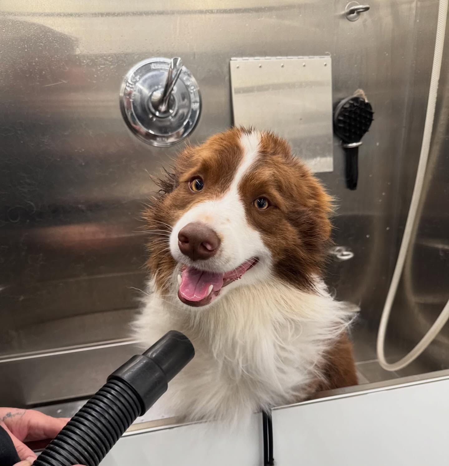 Brown-and-white dog smiling in a stainless-steel grooming tub being rinsed with a hose