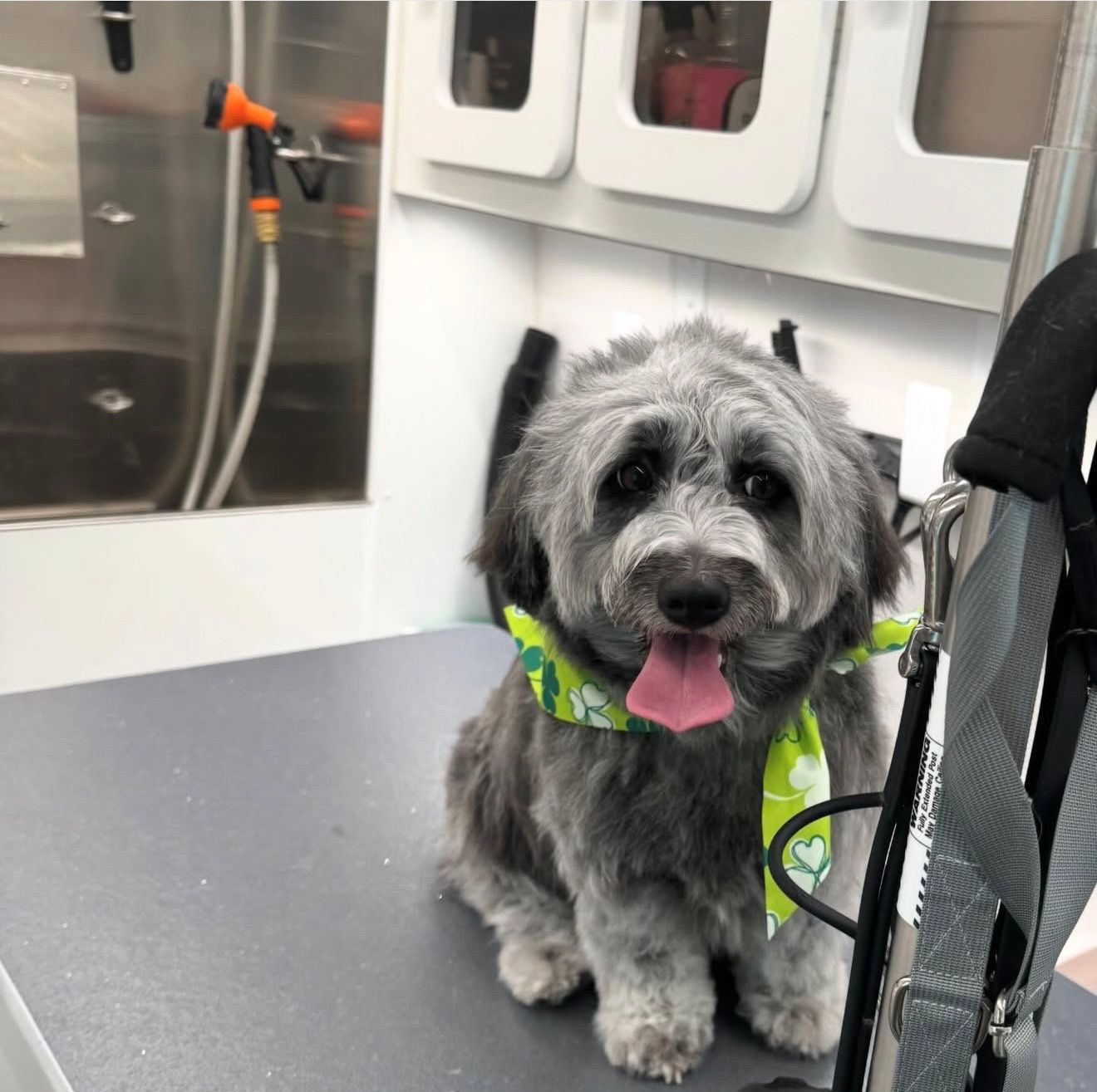 Gray dog wearing a neon green vest sits on a table, panting in a grooming or vet room.