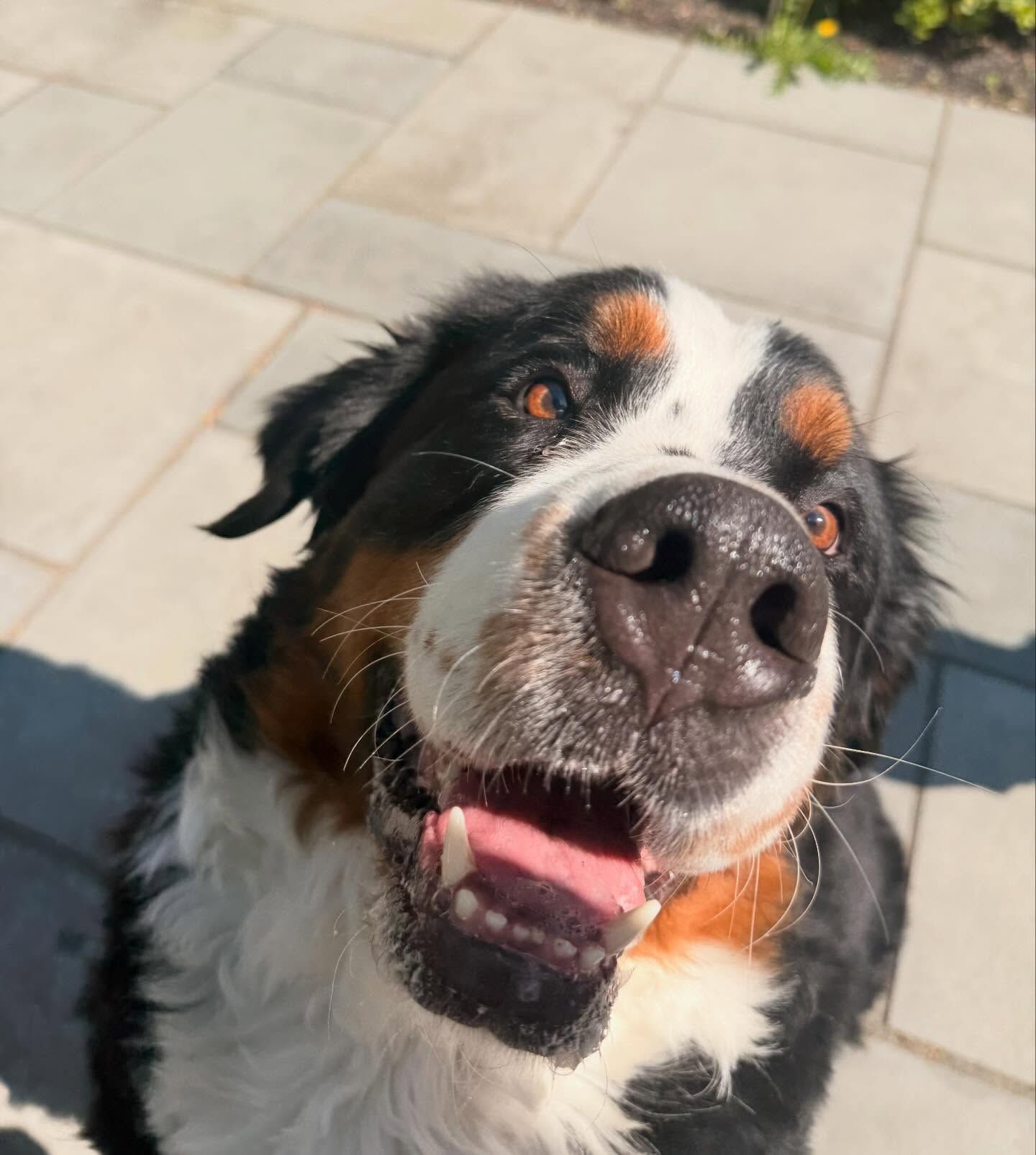 Happy black, white, and tan dog looking up at the camera outdoors in bright sunlight