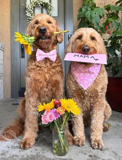 Two curly-haired dogs with pink bows sit by flowers; one holds a pink “MOM” sign.