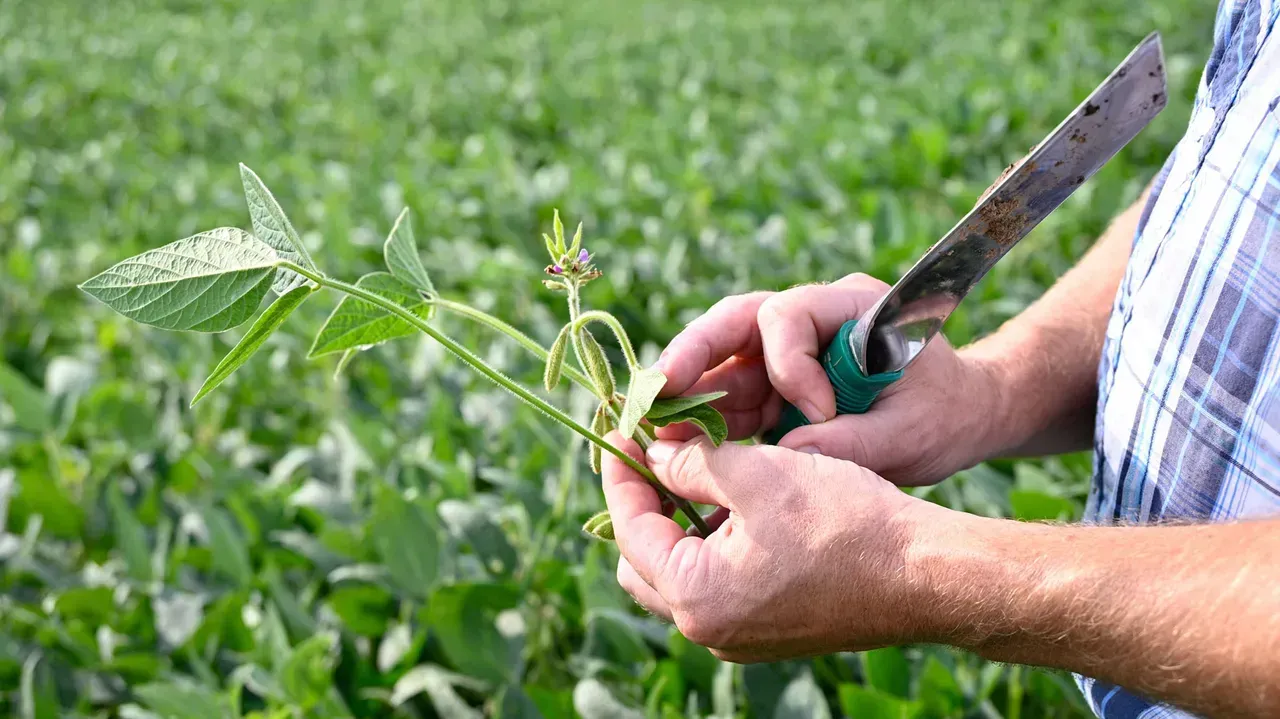 Hands using green pruning shears to cut a plant in a crop field