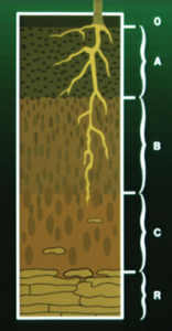 Soil profile showing plant roots extending through labeled horizons O, A, B, C, and R.