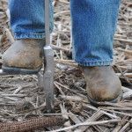 Mud-caked boots and blue jeans standing on dry crop stubble