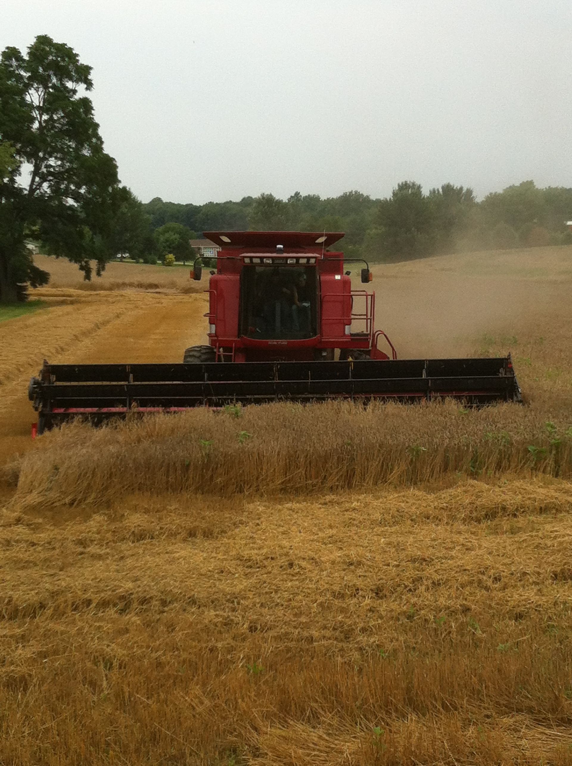 Red combine harvester cutting wheat in a dusty field