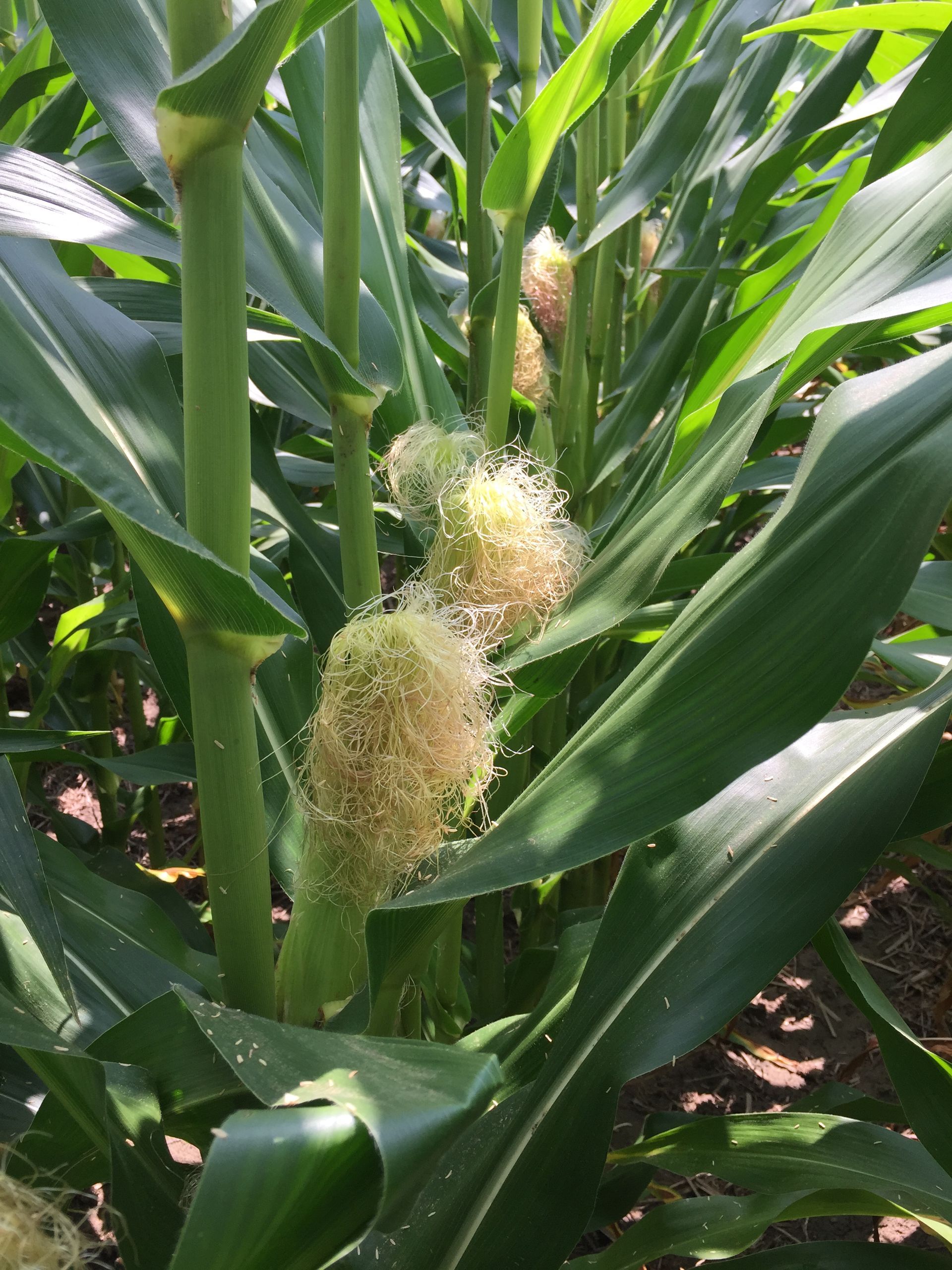 Corn stalks with developing ears in a green field, sunlight highlighting the leaves.