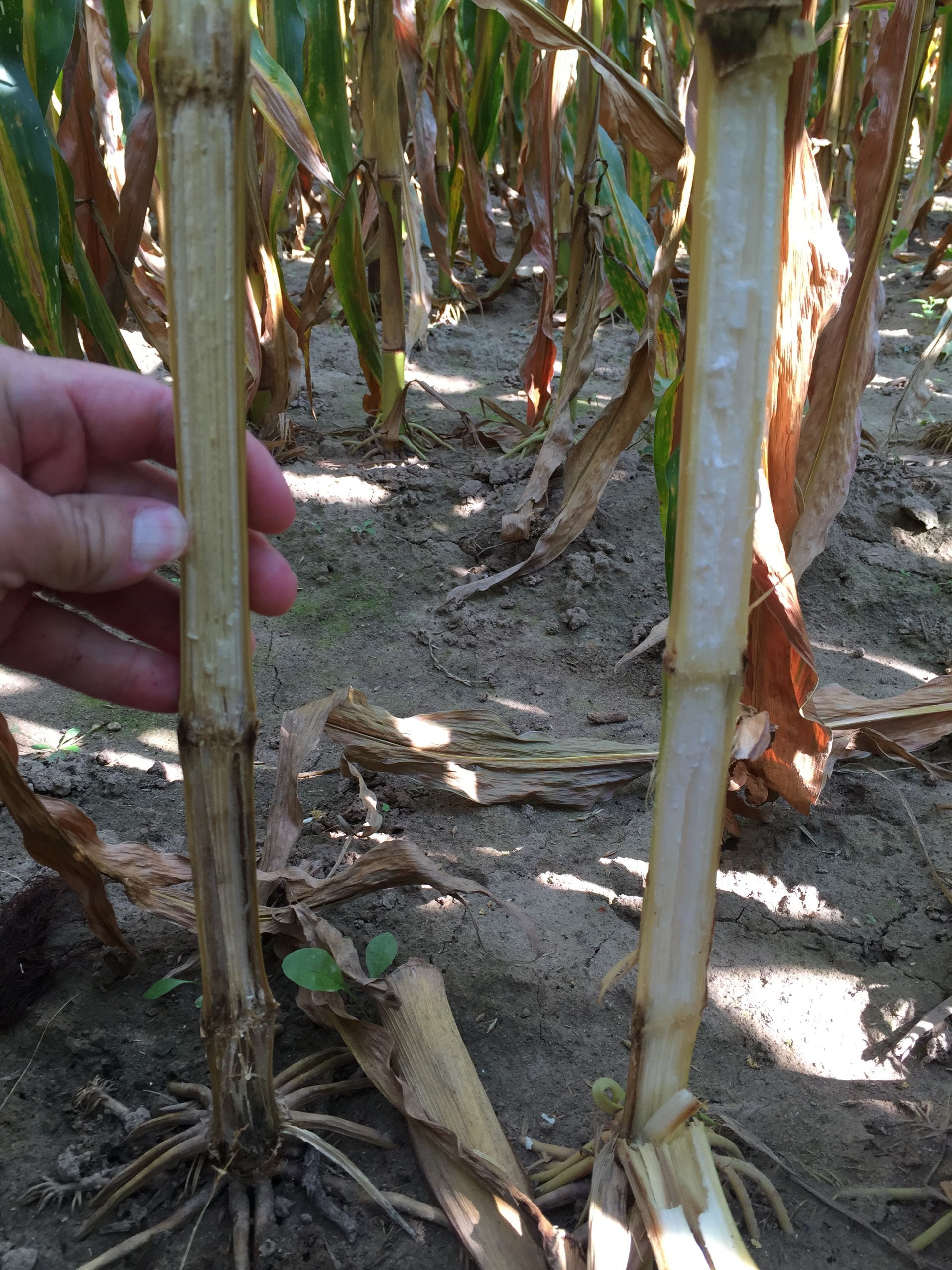 Hand holding a damaged corn stalk in a dry field with other stalks in the background