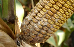 Close-up of a corn cob with yellow kernels and brown husks on the stalk