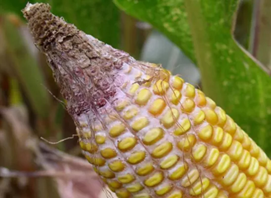 Close-up of a corn cob with yellow kernels and a brown, moldy tip on the plant