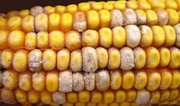Close-up of yellow corn kernels on several cobs, some kernels pale and dried.