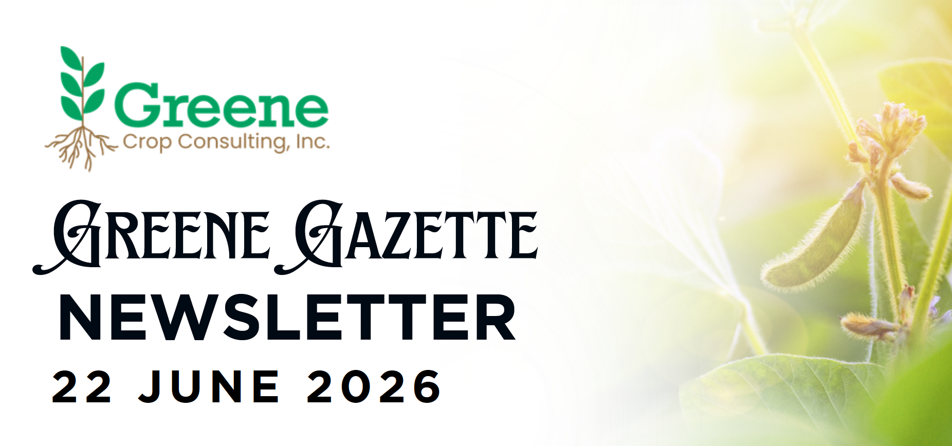 Greene Gazette newsletter 