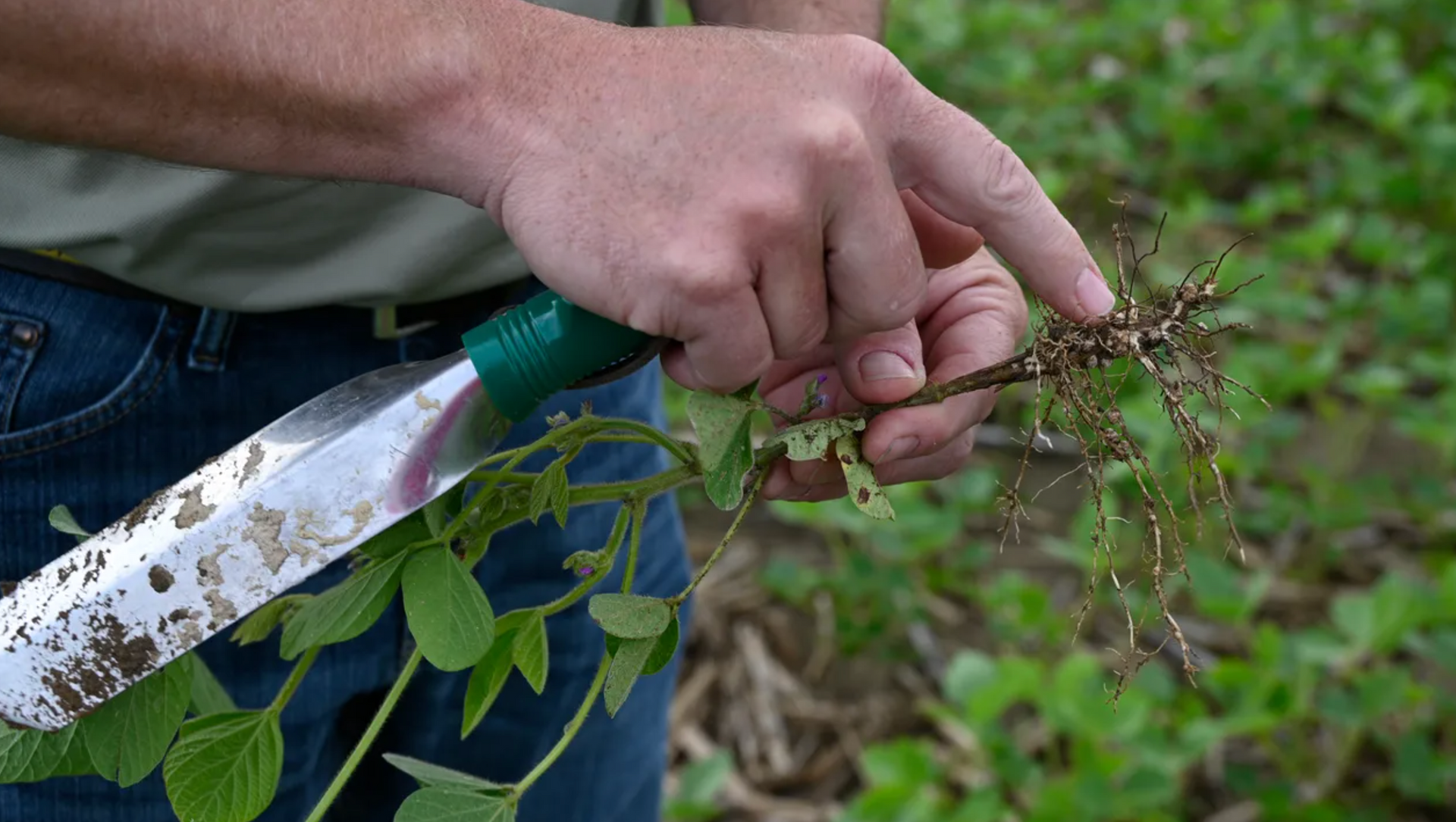 Silent yield robber: Test for soybean cyst nematode this fall