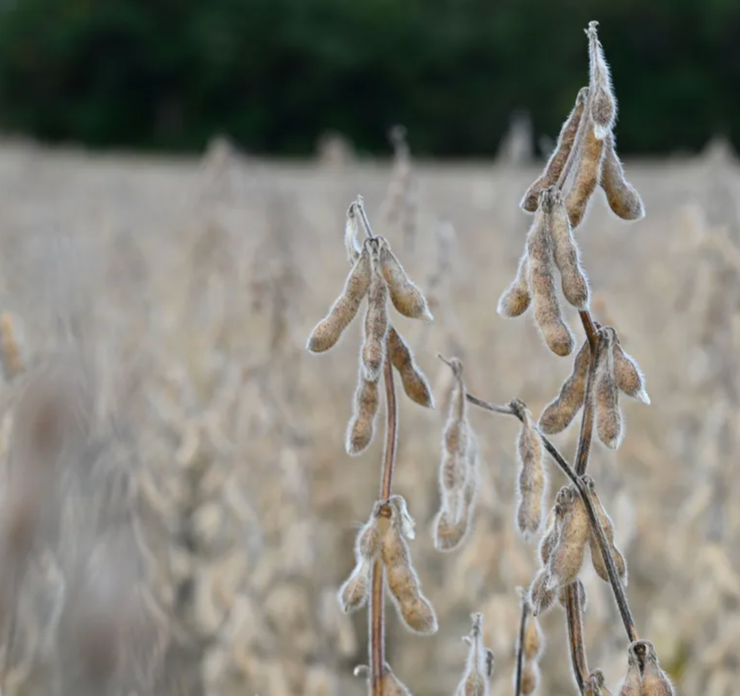 What did the 2026 soybean crop teach us about planting for higher yields?