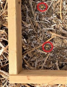 Wooden frame around straw, with two small bugs circled in red near the top and lower right.