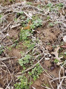 Small green seedlings growing in dry, brown soil with scattered twigs and leaves.