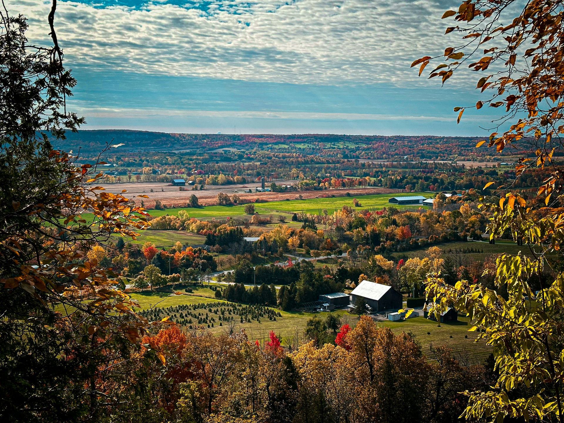 A city skyline with a lot of tall buildings and trees in the foreground
