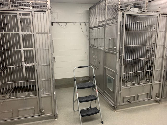 A small step ladder stands in the center of a room between two tall metal animal cages.