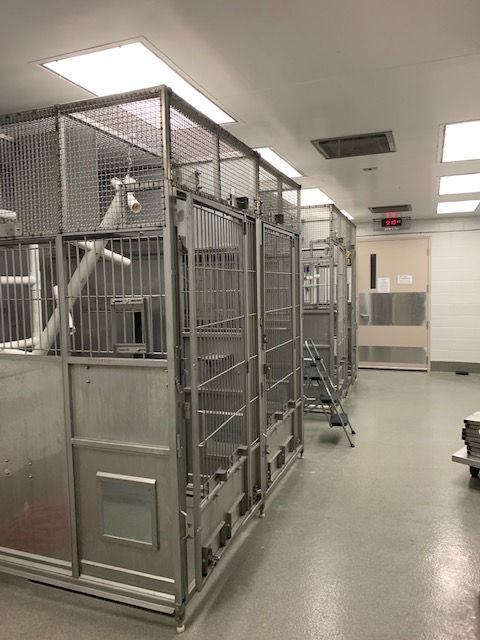 A row of large, empty metal animal enclosures inside a brightly lit, clean laboratory or veterinary facility.