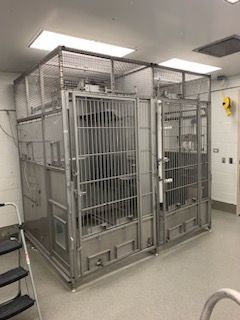 Two large, metal, modular animal containment kennels with wire mesh walls and barred doors in a brightly lit room.