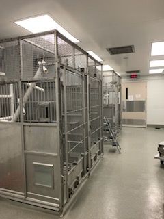 A sterile, well-lit laboratory room featuring multiple large metal animal cages with wire mesh doors and internal structures.