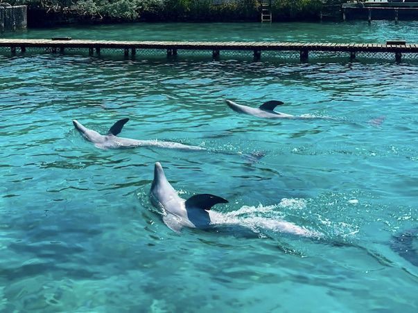 Tres delfines nadando en aguas turquesas cerca de un muelle de madera.