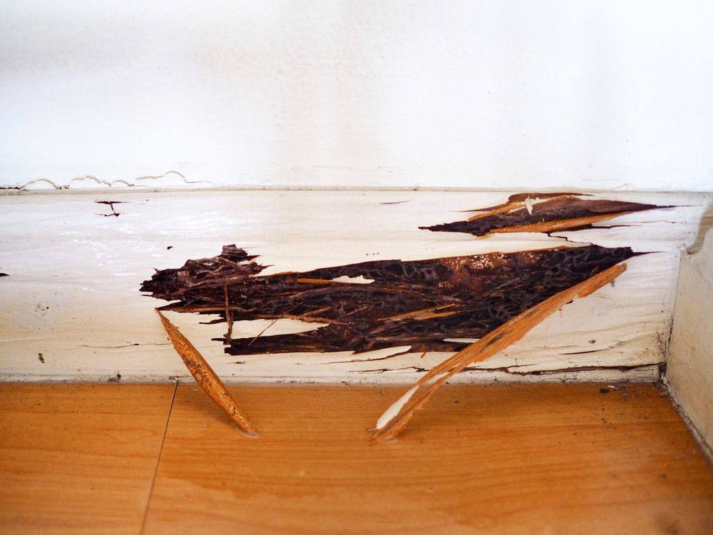 A Termite Infestation