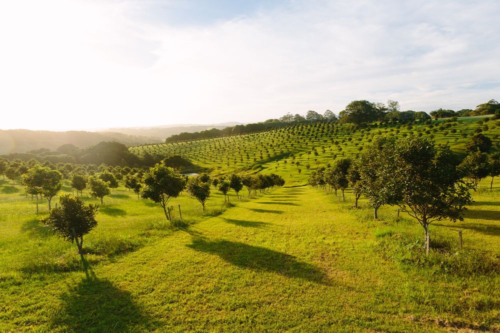 Green Orchard With Rows of Trees on a Sunny Hillside — All Pest Solutions in Bangalow, NSW