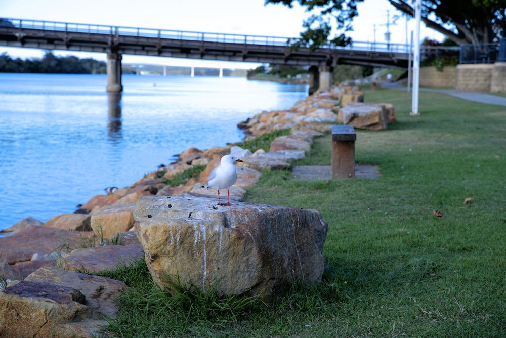 Seagull on a Rock by a River, With a Bridge in the Background — All Pest Solutions in Macksville, NSW
