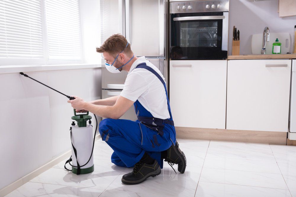 Male Exterminator Spraying Chemical In Kitchen — All Pest Solutions in Mid North Coast, NSW Male Exterminator Spraying Chemical In Kitchen — All Pest Solutions in Mid North Coast, NSW