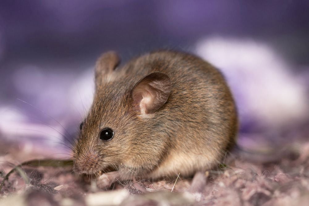 Small Rat Eating Its Food