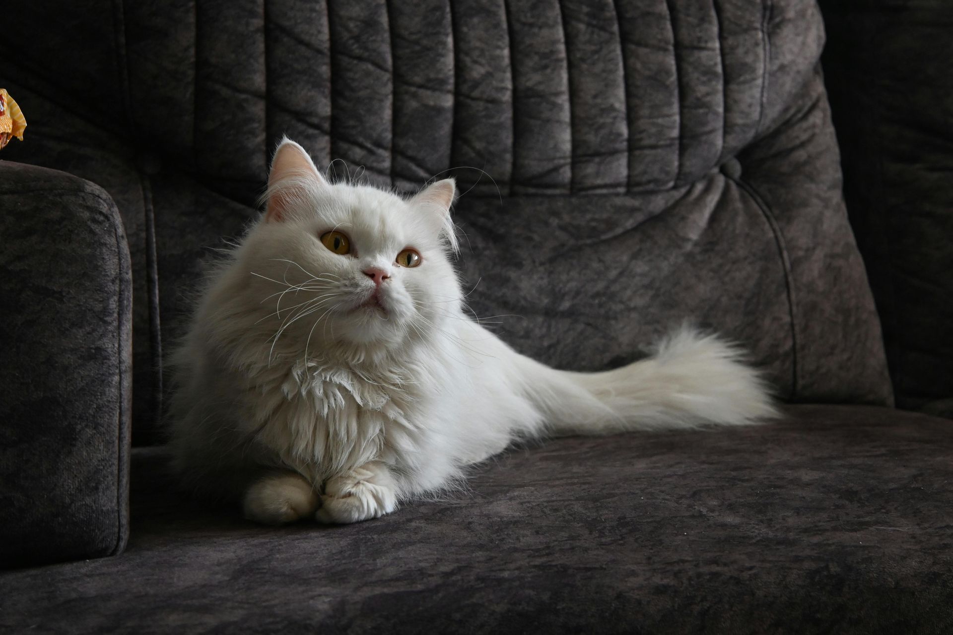 White fluffy cat lounging on a dark gray sofa, looking to the left