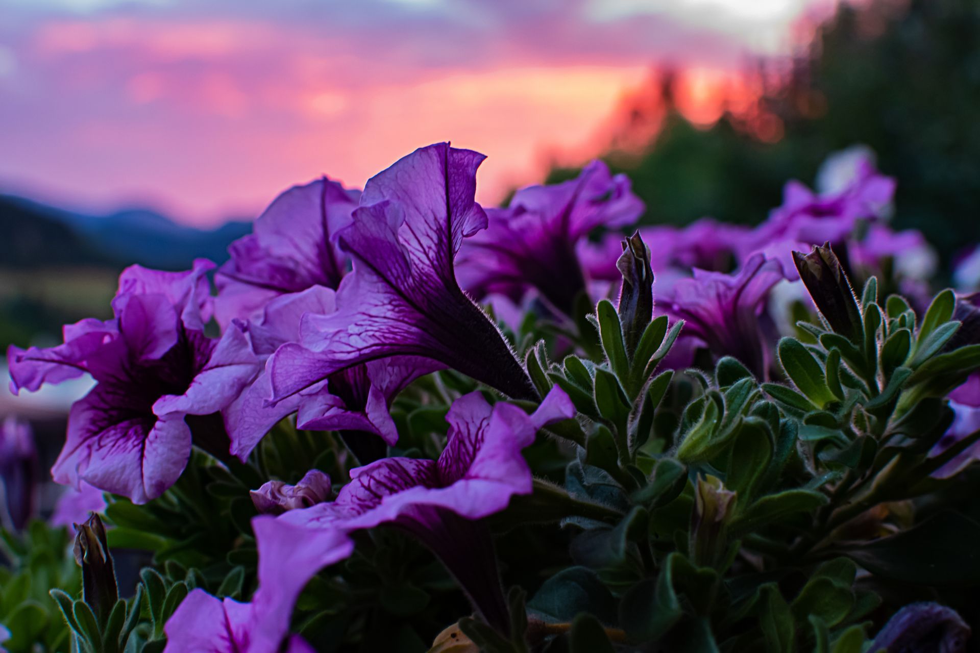 Purple petunias in bloom against a soft pink sunset sky