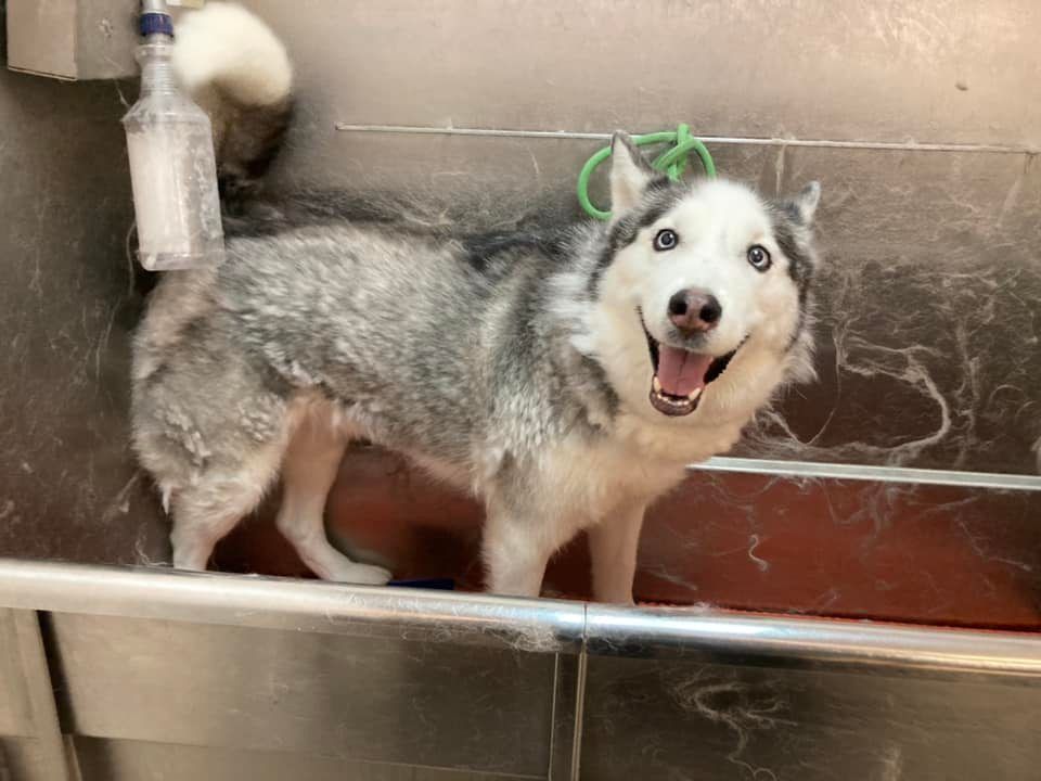 A husky dog is standing in a bathtub and smiling.