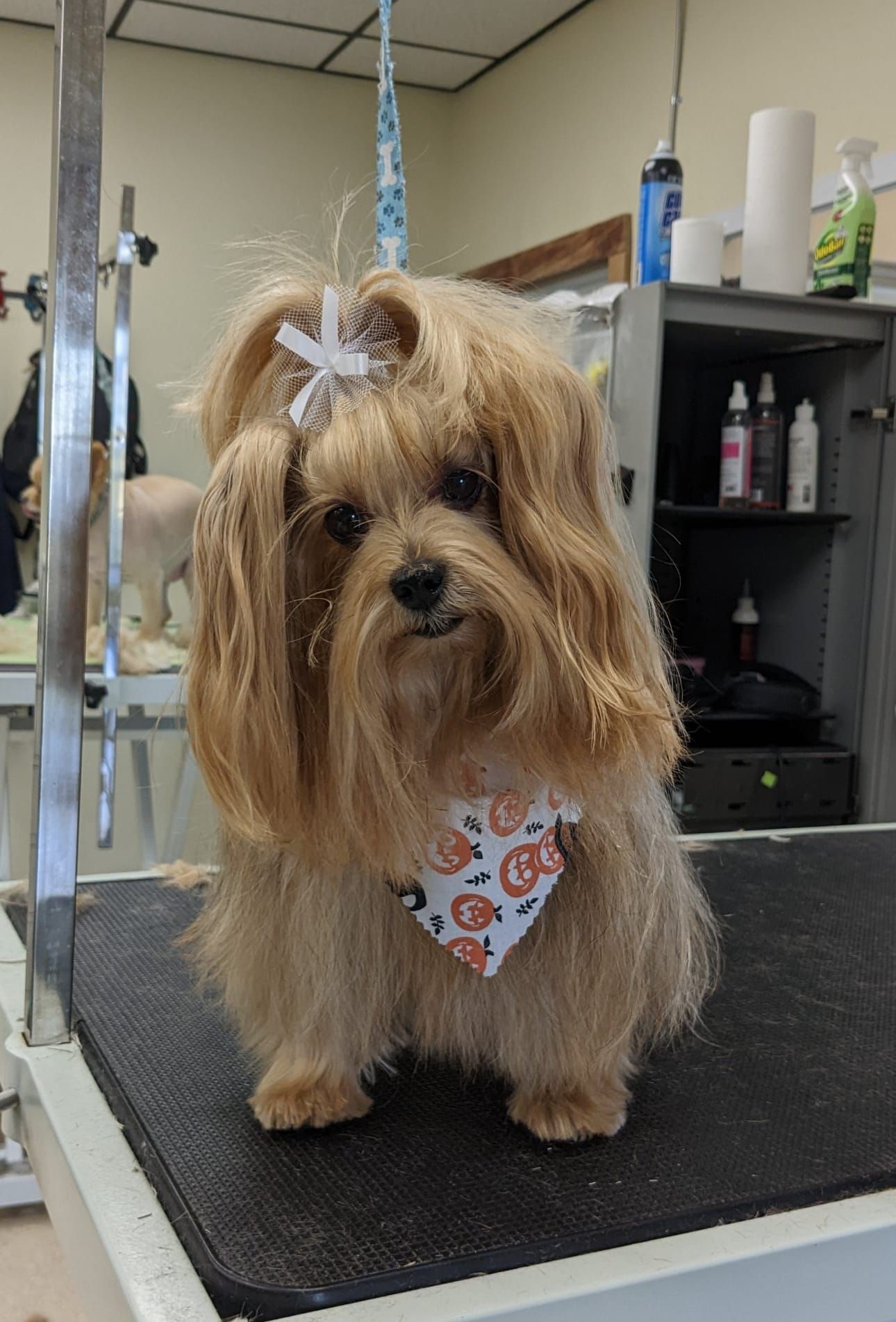 A small brown dog wearing a bandana is sitting on a grooming table. A small brown dog wearing a bandana is sitting on a grooming table.