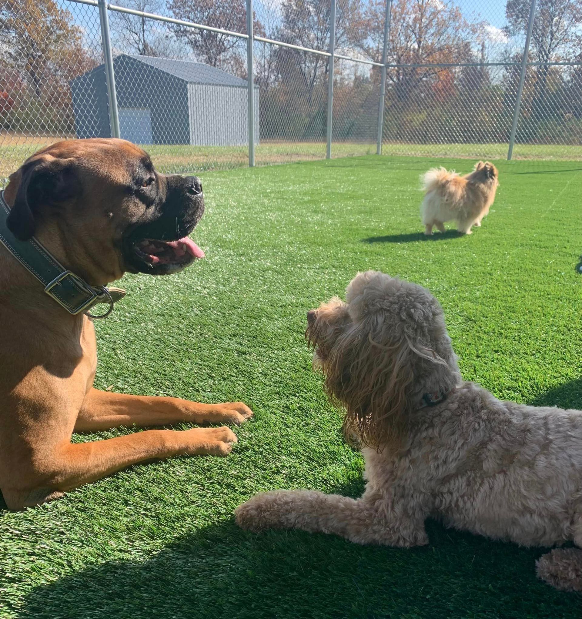 Two dogs are playing on a lush green field. Two dogs are playing on a lush green field.