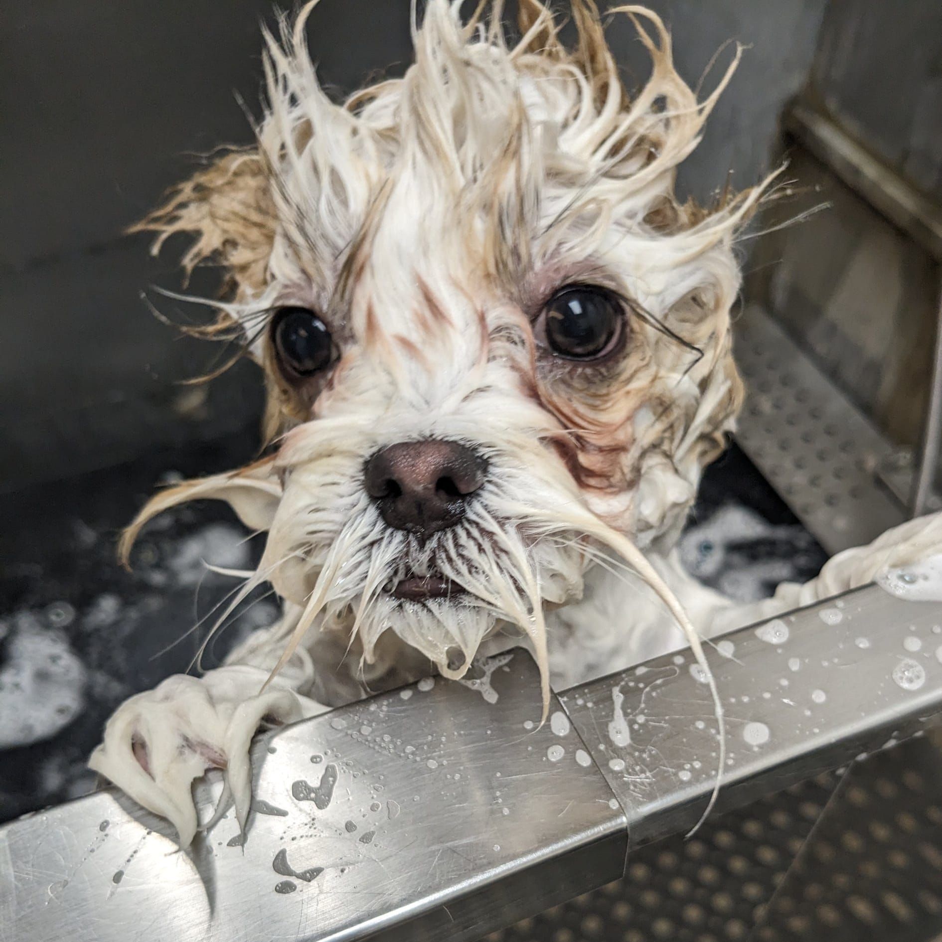 A dog with a beard is taking a bath A dog with a beard is taking a bath