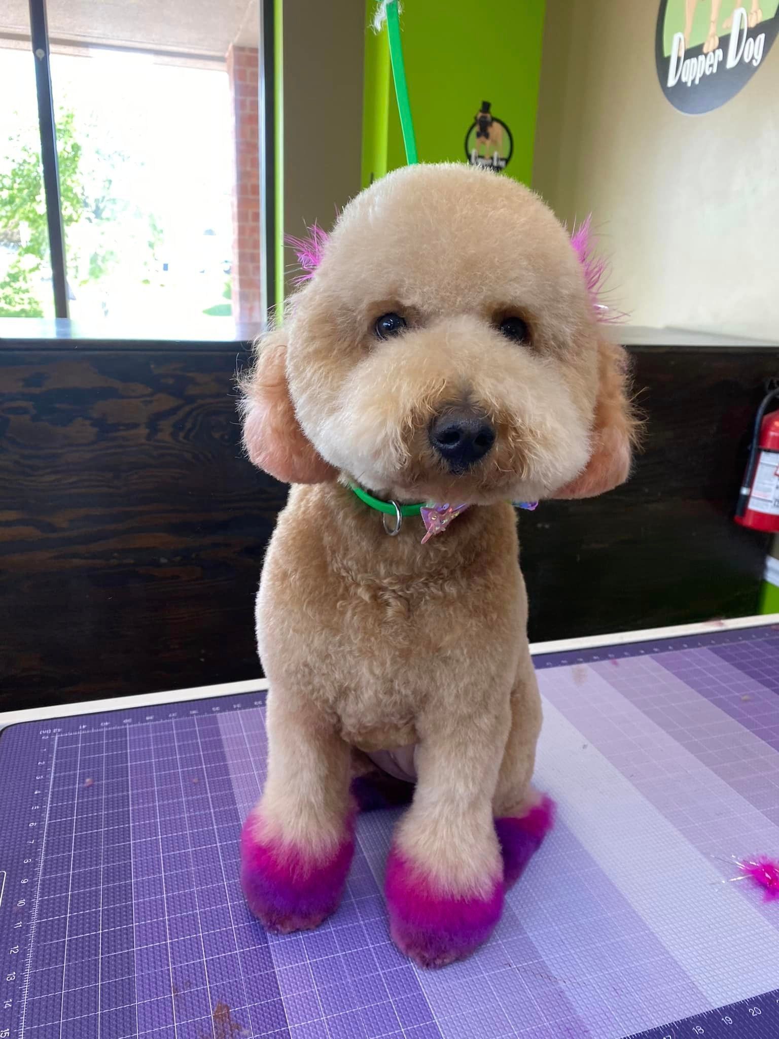 A small brown dog with pink paws is sitting on a table. A small brown dog with pink paws is sitting on a table.
