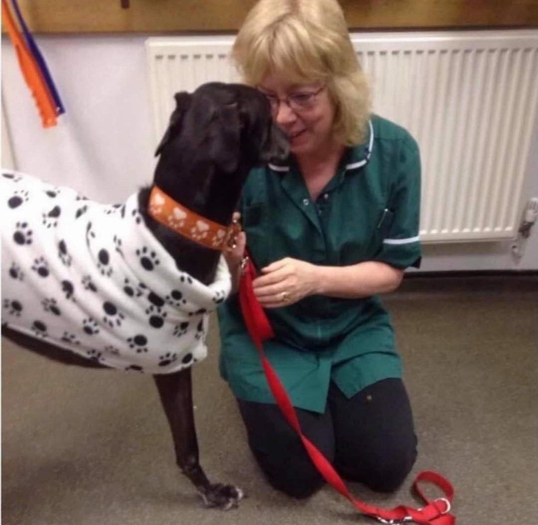Rescued greyhound, Henry with a veterinary nurse