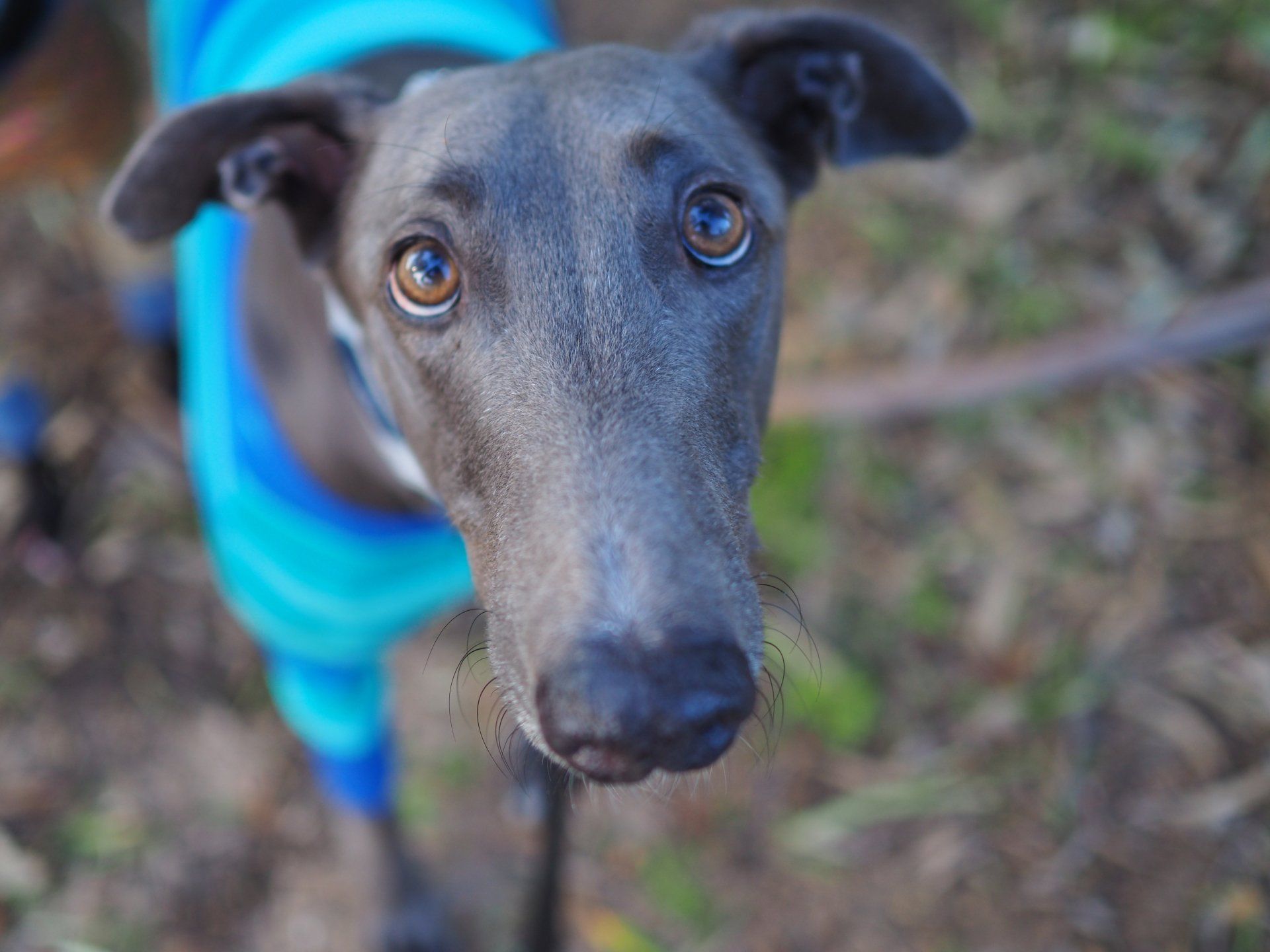 Greyhound.