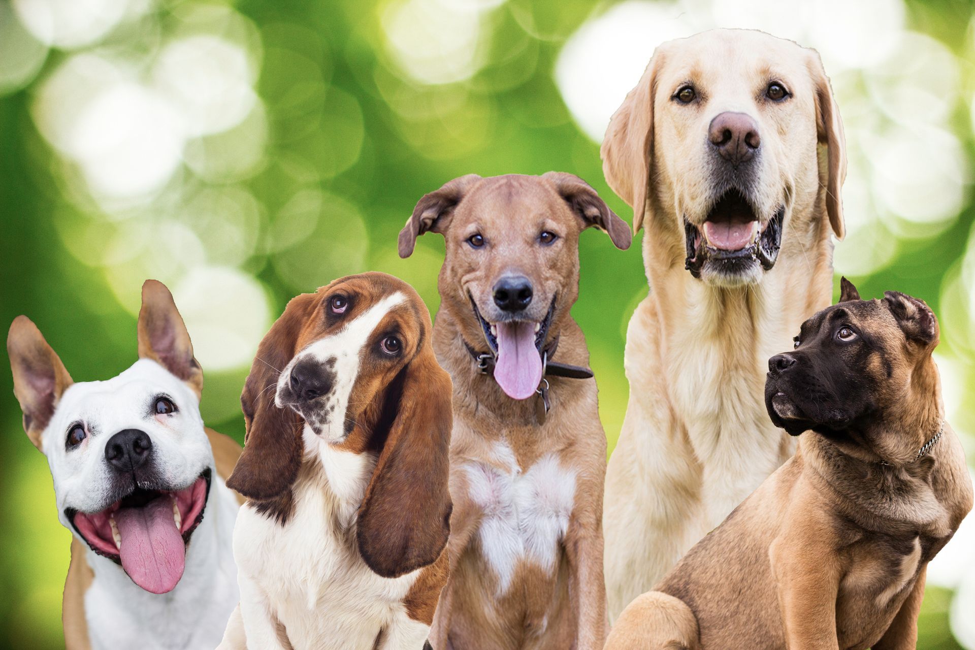 BARF dieta per cani | Alimenti crudi e naturali con Vitalbarf