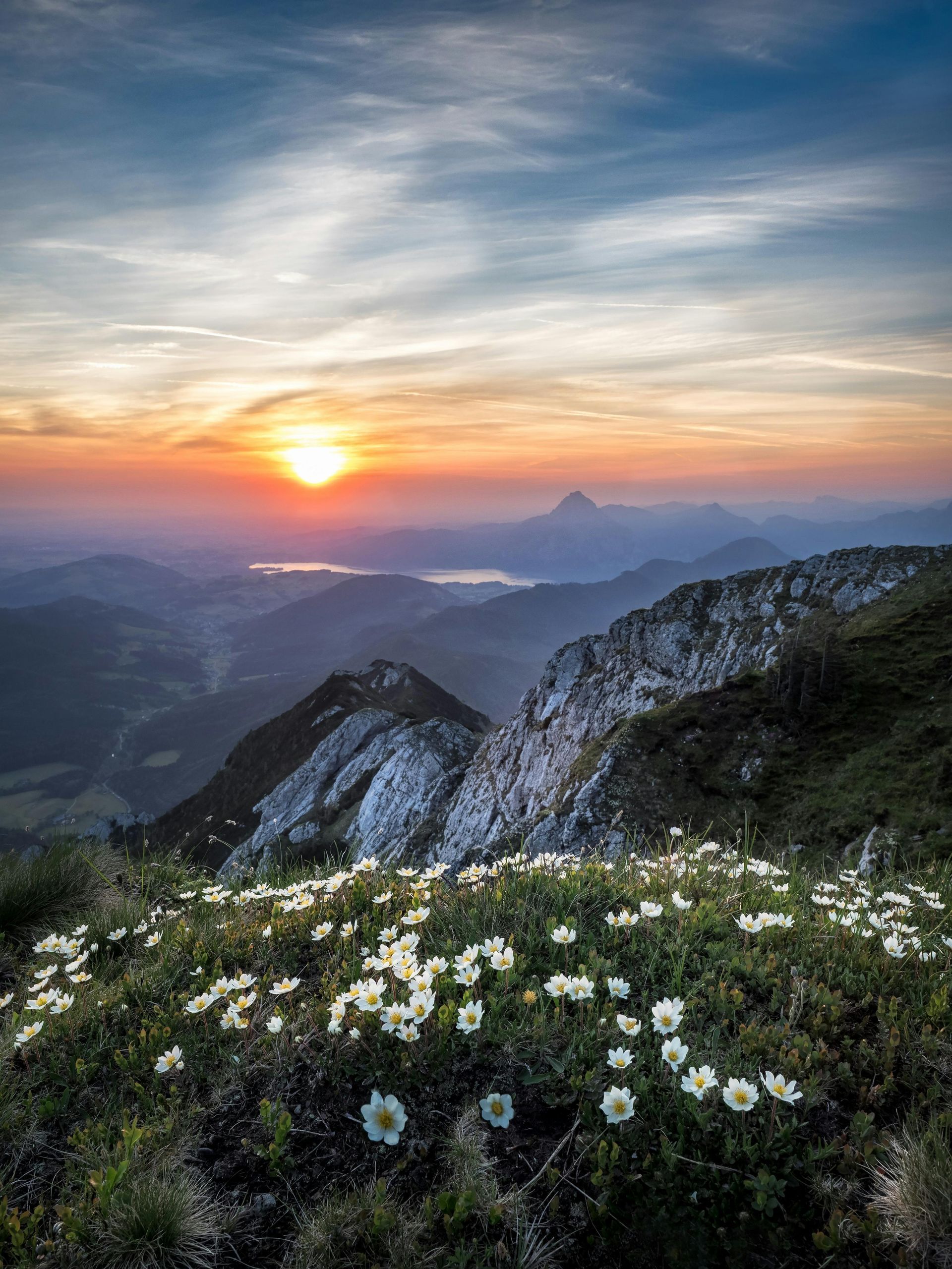A sunset over a mountain with flowers in the foreground.