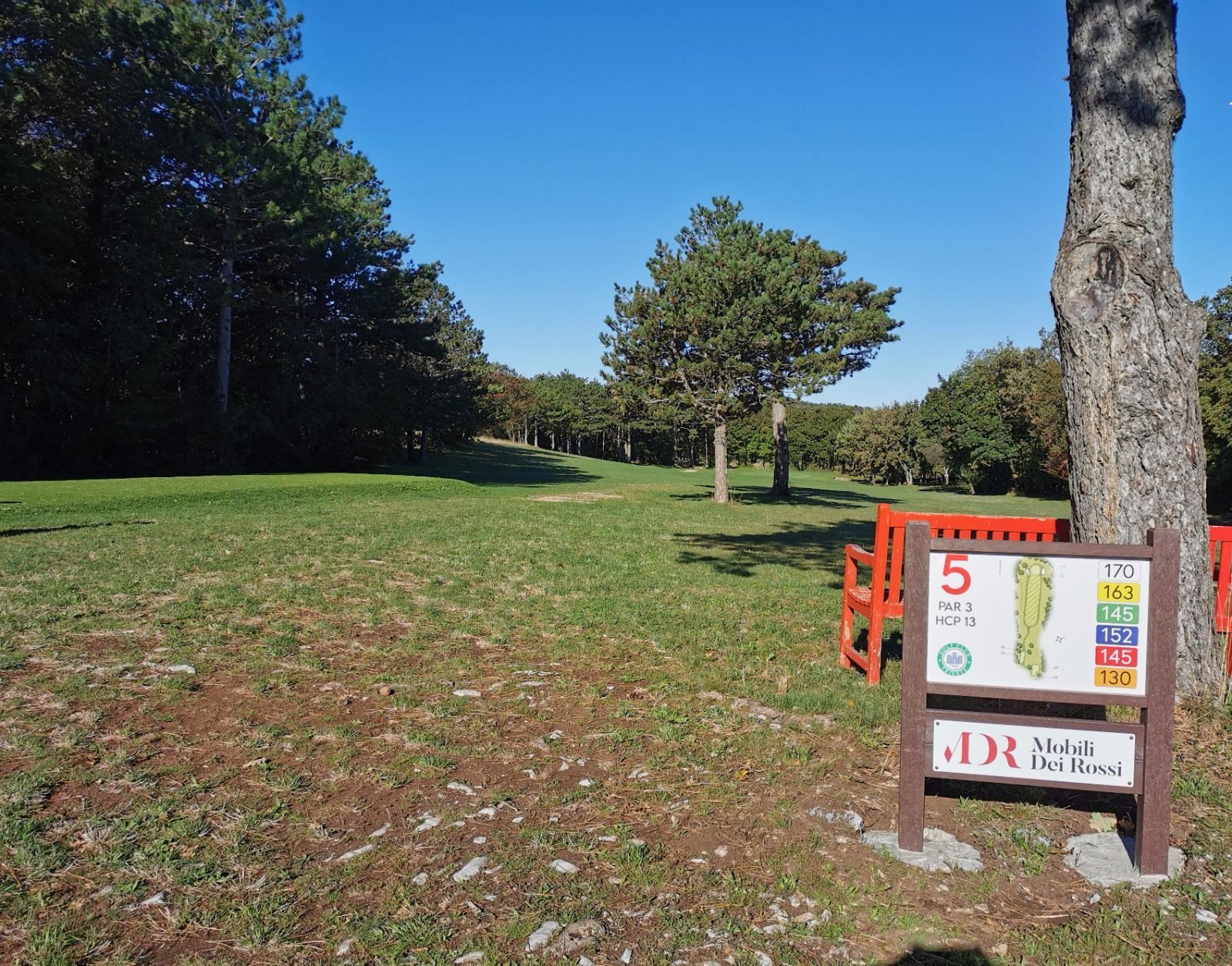 Parco soleggiato con prato, un albero solitario e un piccolo cartello accanto a un grande albero.