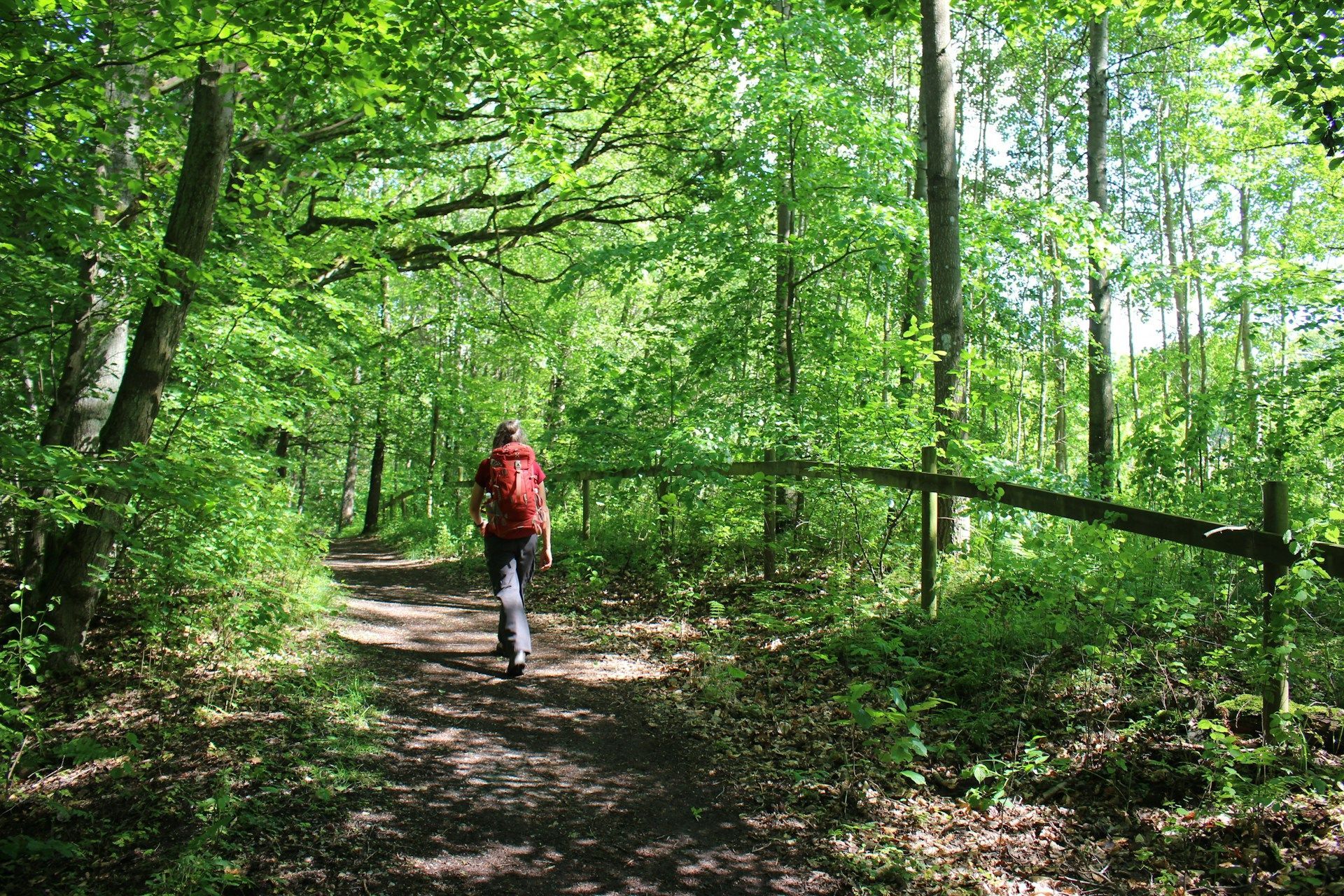 Person with red backpack walking on a dirt path through a lush green forest on a sunny day.