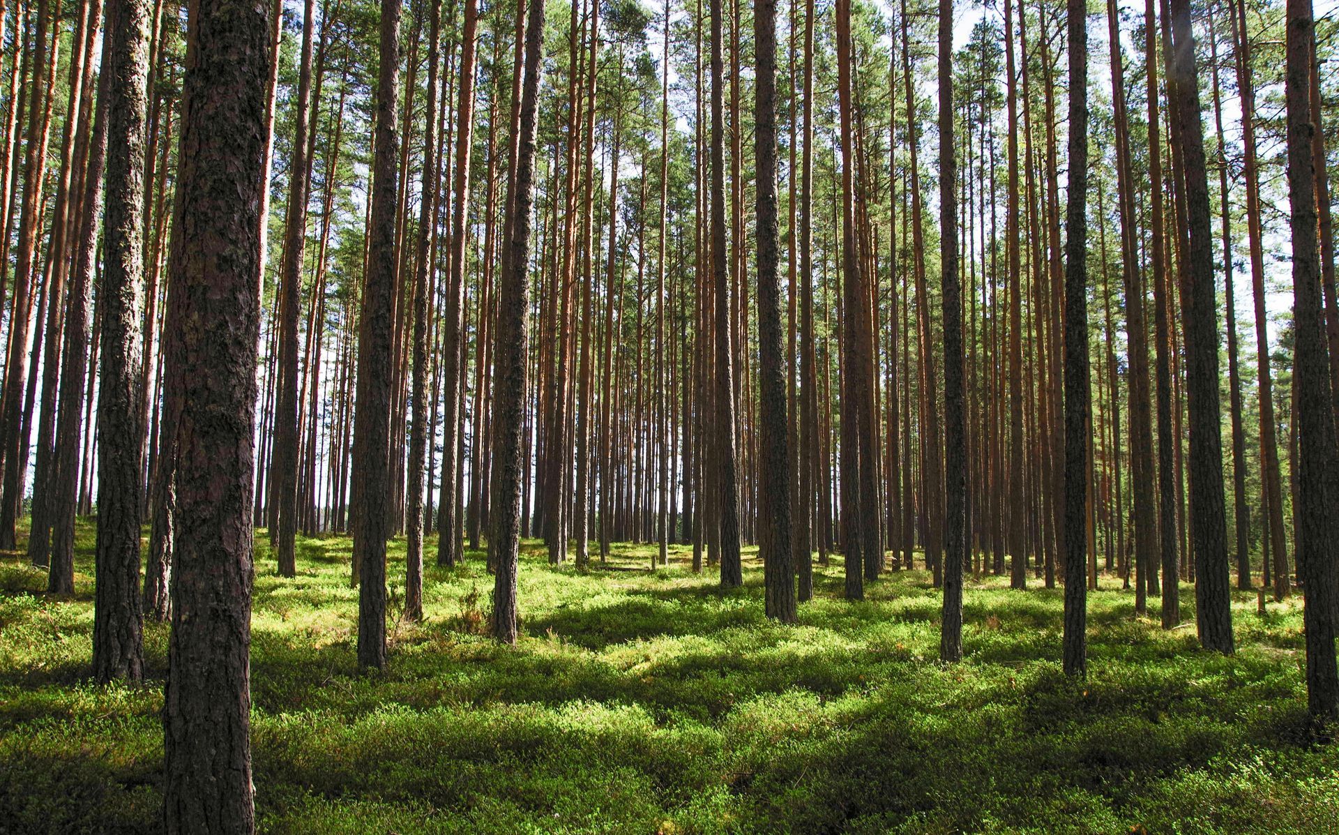 The sun is shining through the trees in the forest