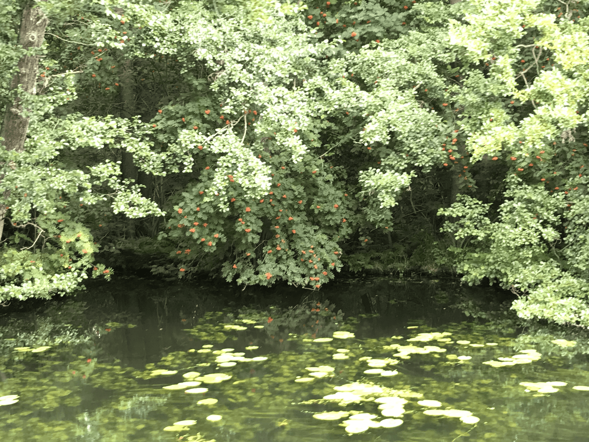 Die Wakenitz Amazonas des Nordens