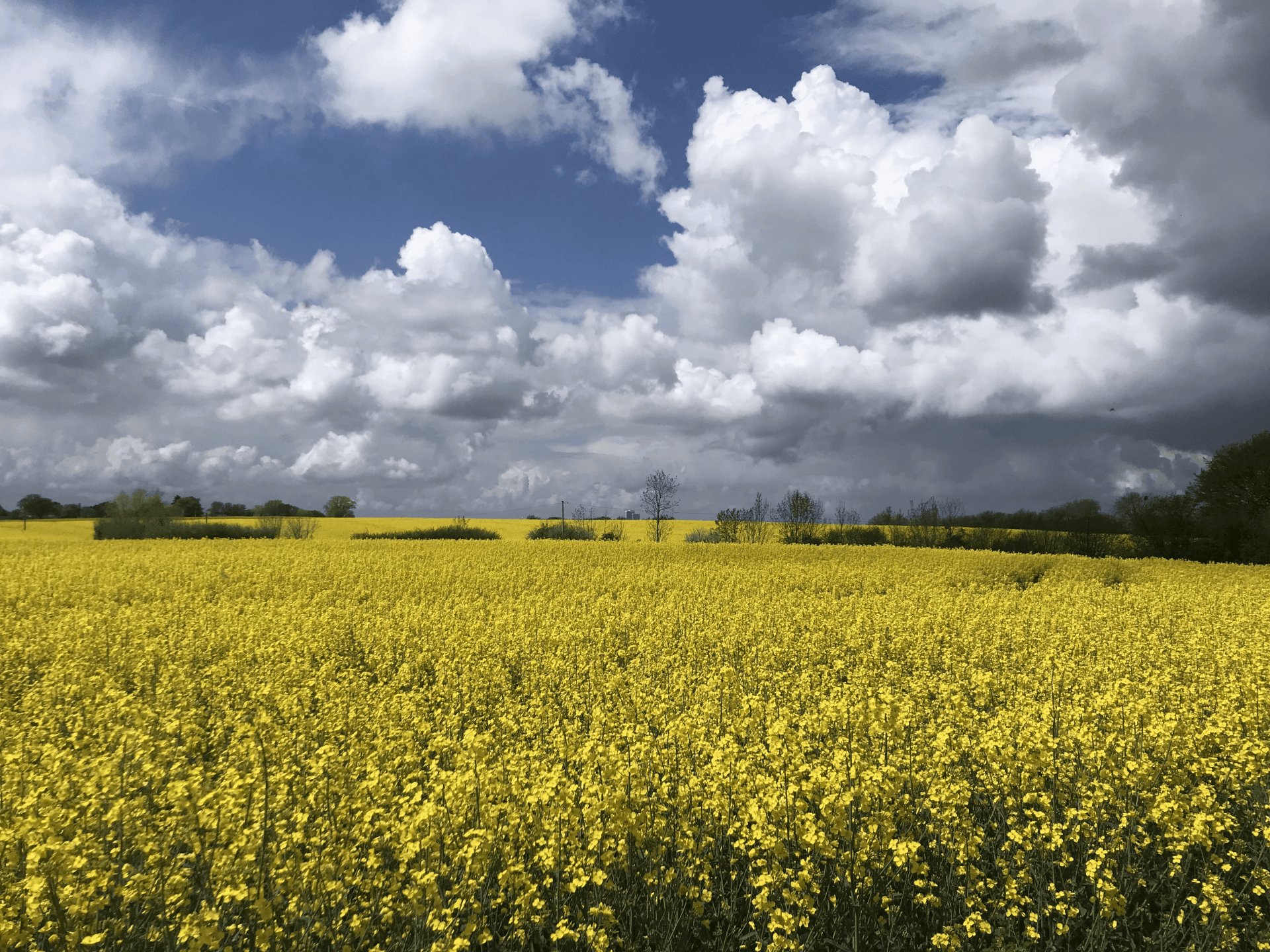 Ost-Holsteiner Rapsfelder am Brodtener-Steilufer
