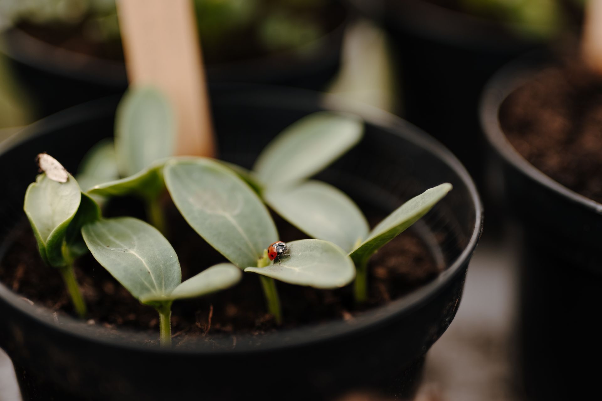 Een lieveheersbeestje zit op een plant in een pot