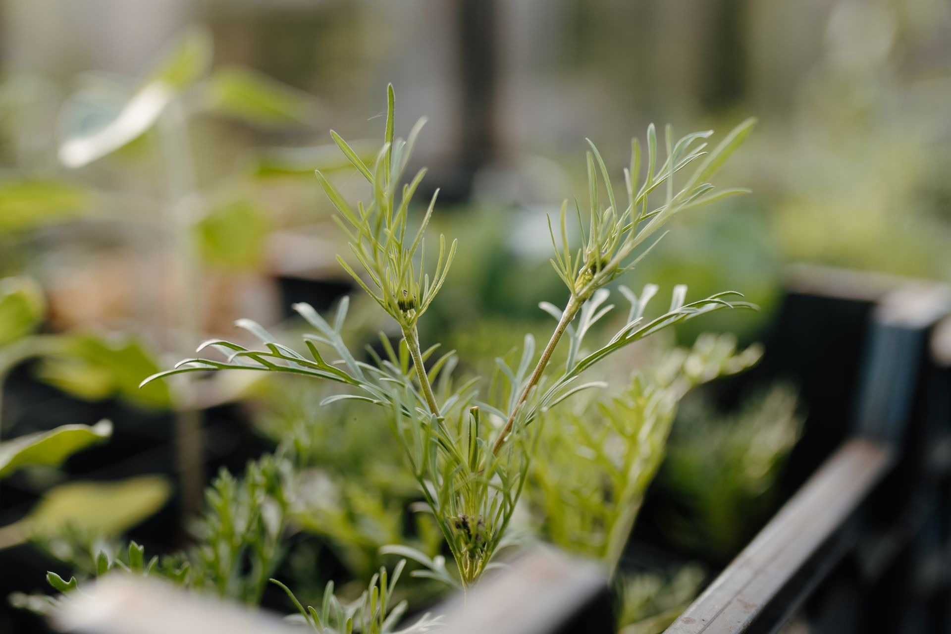 Een close-up van een plant in een zwarte kist