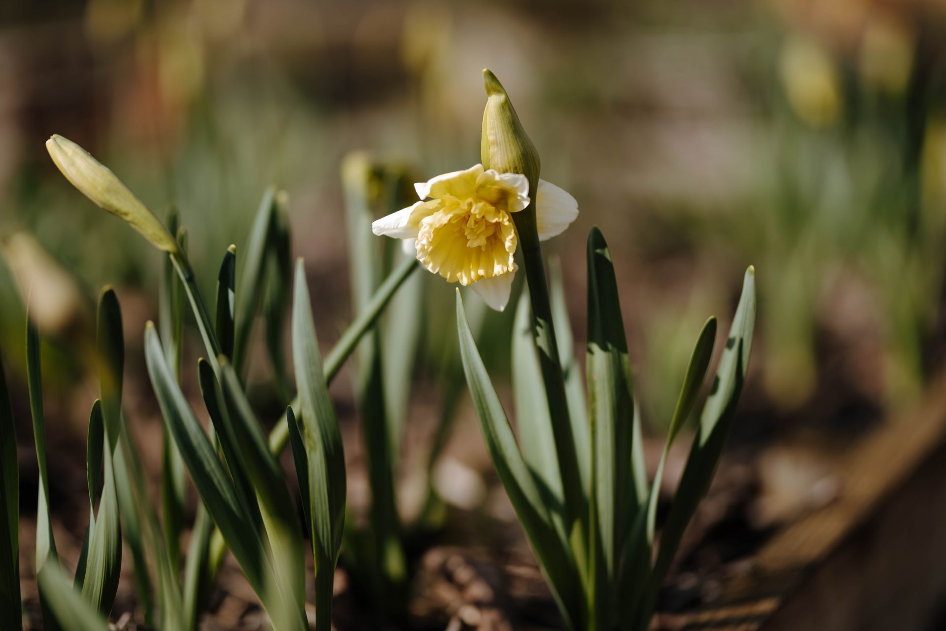 Er groeit een gele en witte bloem uit de grond