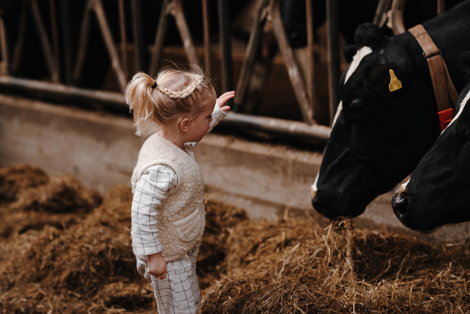 Meisje in de stallen van de boerderij bij de koeien