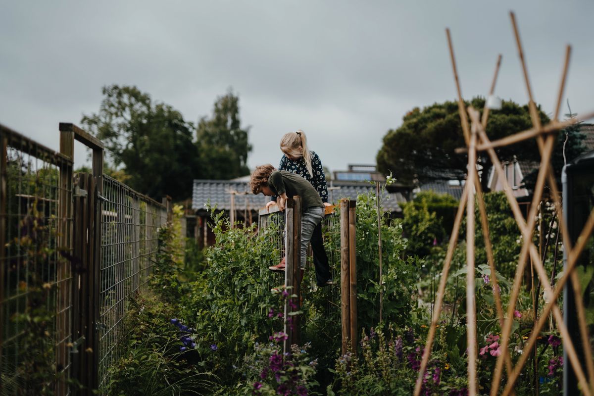 Person standing on a ladder in a garden, surrounded by tall plants and wooden supports under a cloudy sky